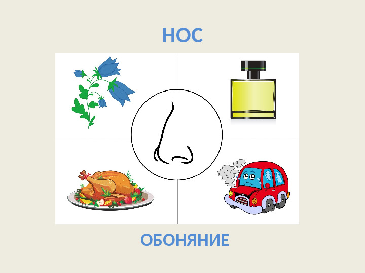 Органы чувств. Презентация для детей