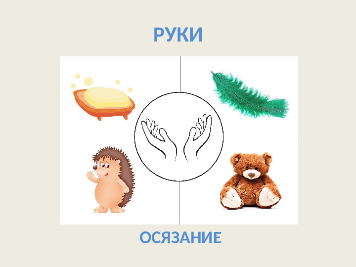 Органы чувств. Презентация для детей
