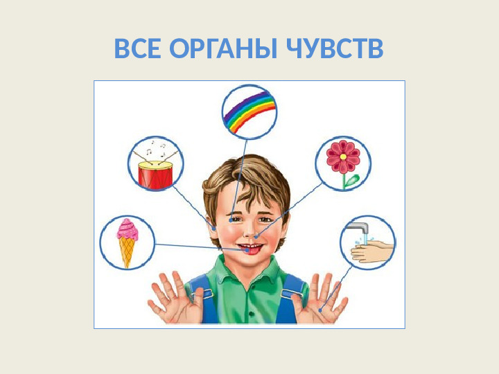 Органы чувств. Презентация для детей