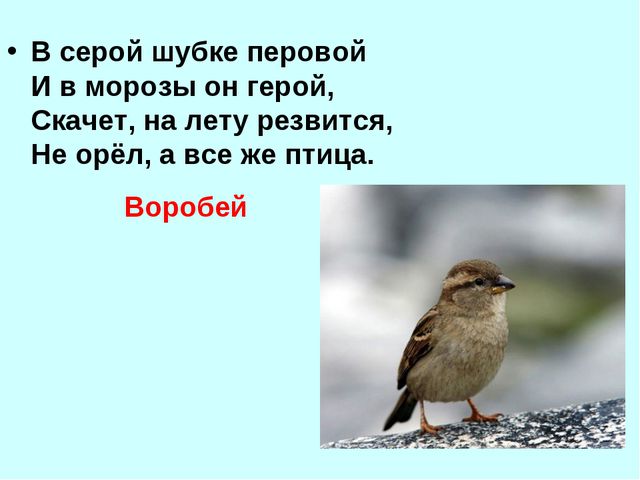Презентация для детей дошкольников. Зимующие птицы