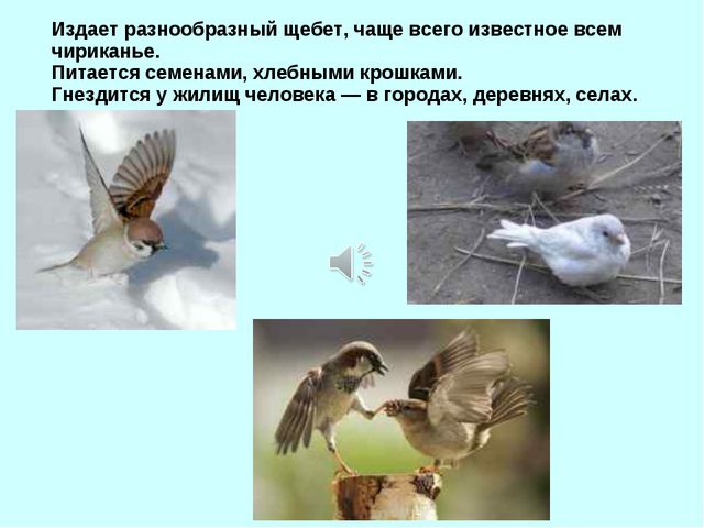 Презентация для детей дошкольников. Зимующие птицы