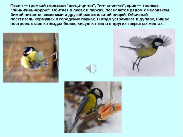 Презентация для детей дошкольников. Зимующие птицы