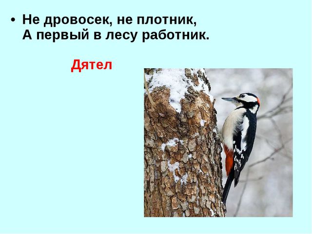 Презентация для детей дошкольников. Зимующие птицы