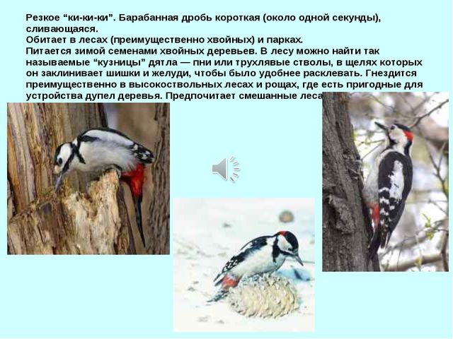Презентация для детей дошкольников. Зимующие птицы