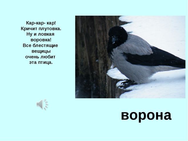 Презентация для детей дошкольников. Зимующие птицы