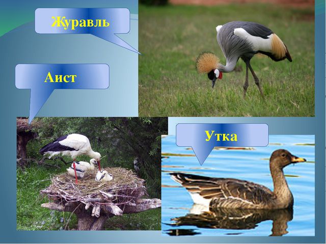 Зимующие и перелётные птицы. Занятие по развитию речи