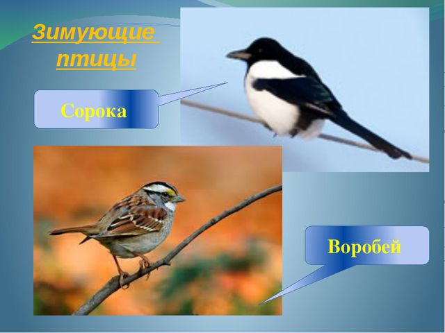 Зимующие и перелётные птицы. Занятие по развитию речи