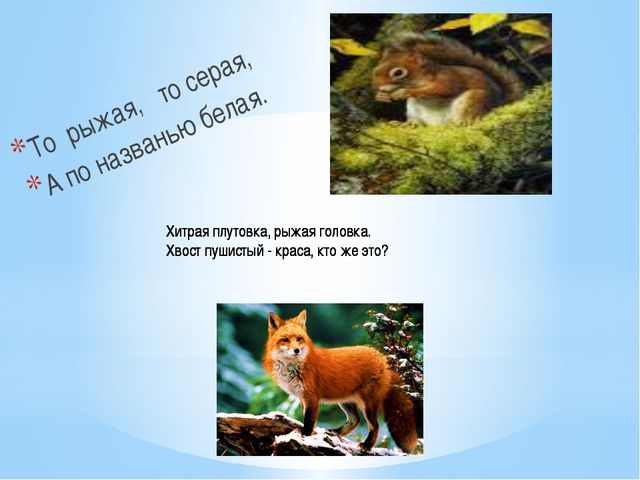 Дикие животные и их детёныши. Презентация