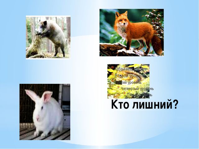 Дикие животные и их детёныши. Презентация