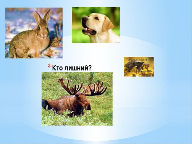 Дикие животные и их детёныши. Презентация
