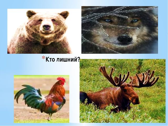 Дикие животные и их детёныши. Презентация