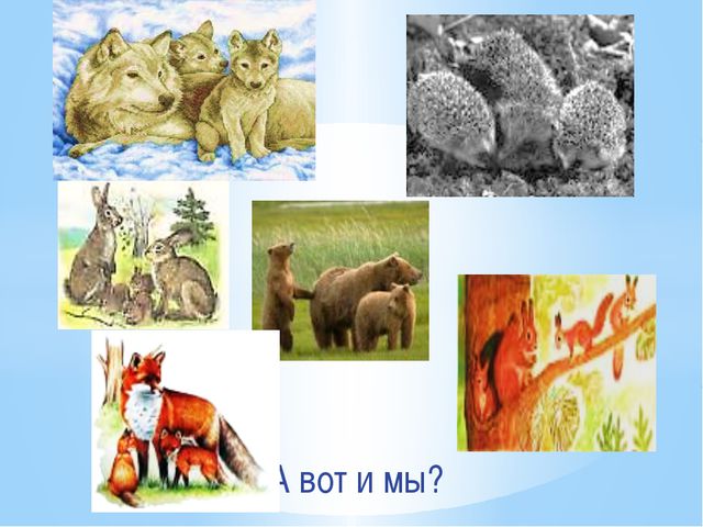 Дикие животные и их детёныши. Презентация