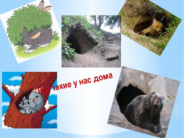 Дикие животные и их детёныши. Презентация