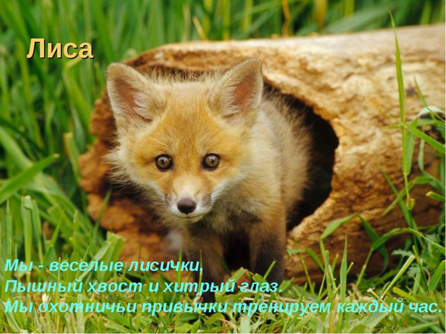 Флора и фауна. Презентация для детей