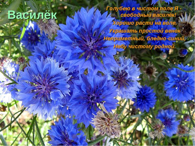 Флора и фауна. Презентация для детей