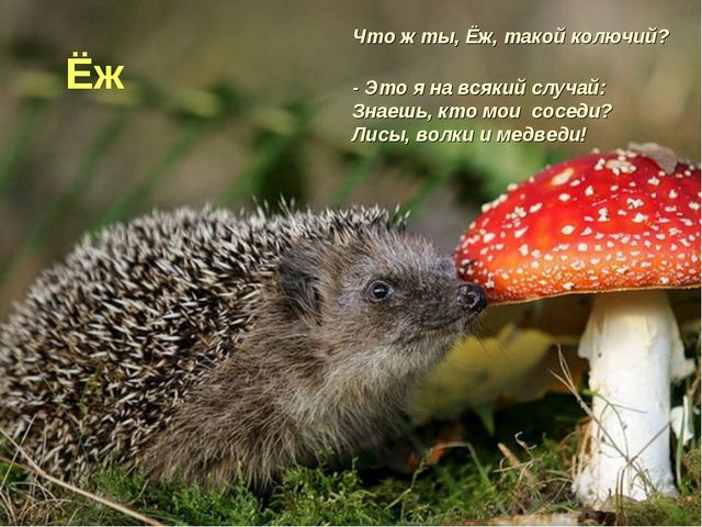 Флора и фауна. Презентация для детей