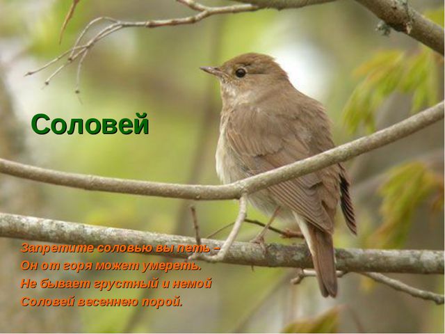 Флора и фауна. Презентация для детей