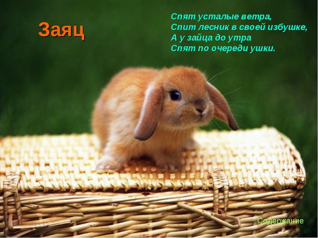 Флора и фауна. Презентация для детей