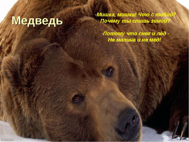 Флора и фауна. Презентация для детей