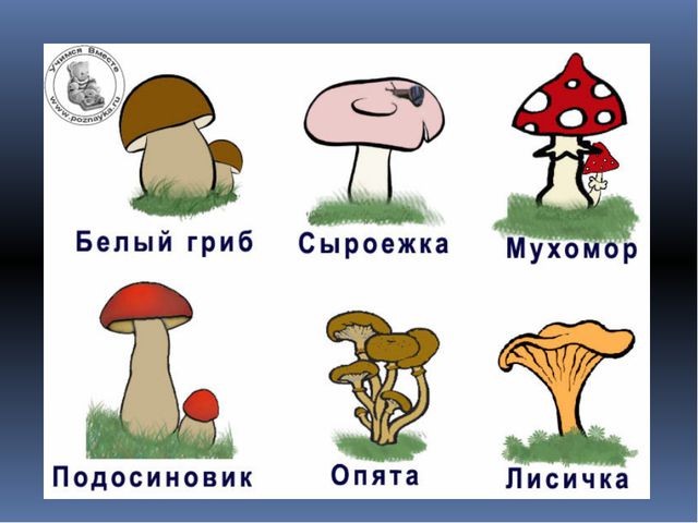 Грибы. Презентация для детей