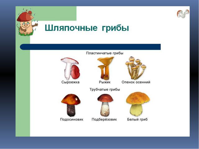 Грибы. Презентация для детей