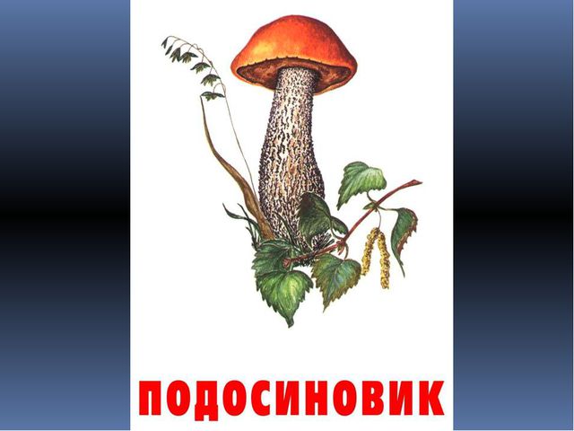 Грибы. Презентация для детей