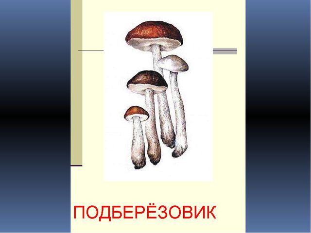 Грибы. Презентация для детей