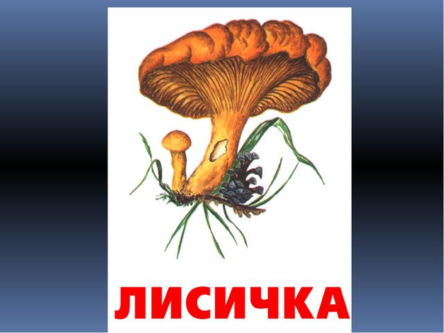 Грибы. Презентация для детей