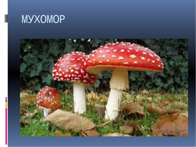 Грибы. Презентация для детей