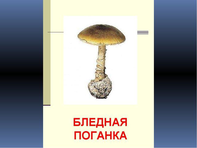 Грибы. Презентация для детей