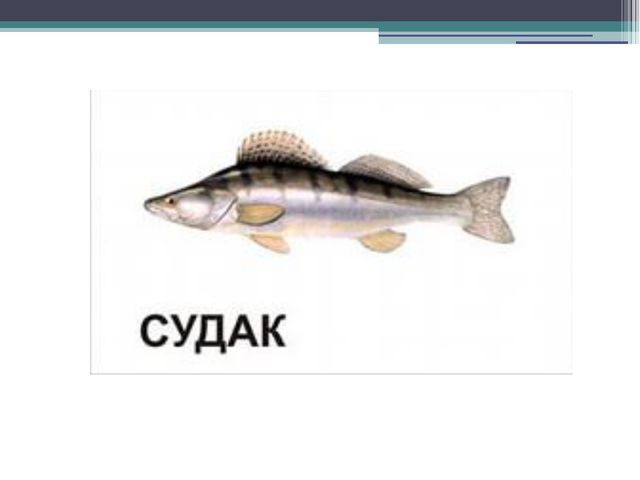 Рыбы. Презентация
