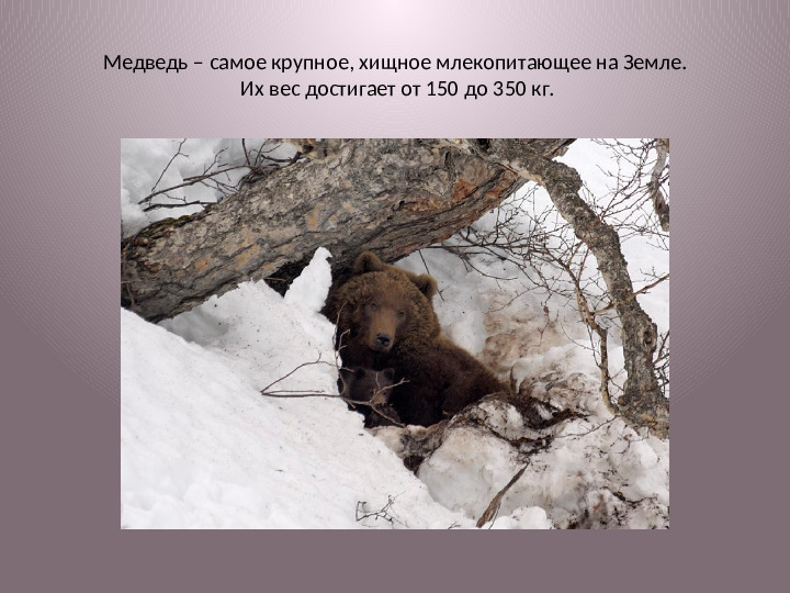 Спячка медведей. Презентация для детей