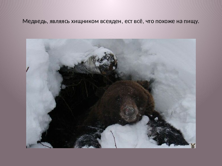 Спячка медведей. Презентация для детей
