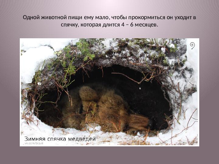 Спячка медведей. Презентация для детей