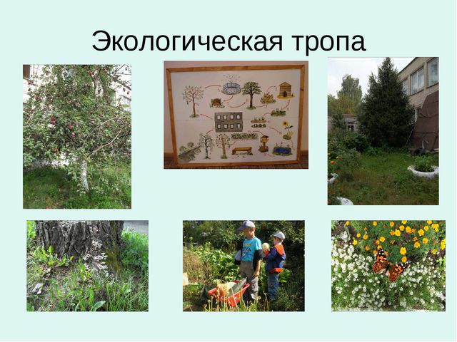 Организация уголков природы с учётом возрастных особенностей детей дошкольного возраста
