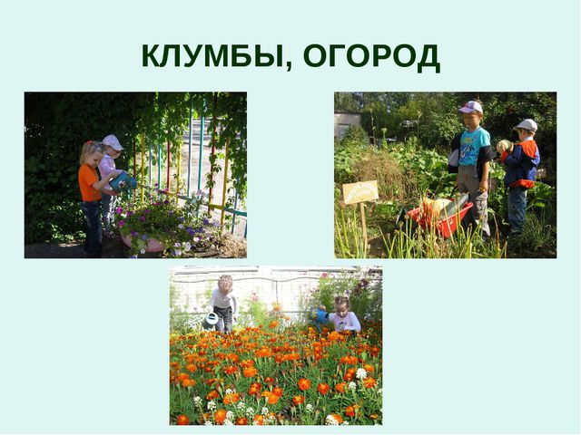Организация уголков природы с учётом возрастных особенностей детей дошкольного возраста