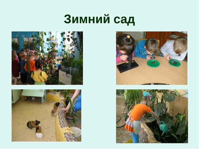 Организация уголков природы с учётом возрастных особенностей детей дошкольного возраста