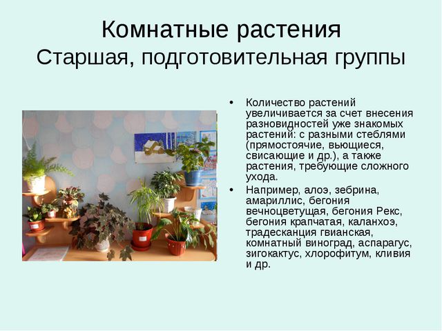 Организация уголков природы с учётом возрастных особенностей детей дошкольного возраста