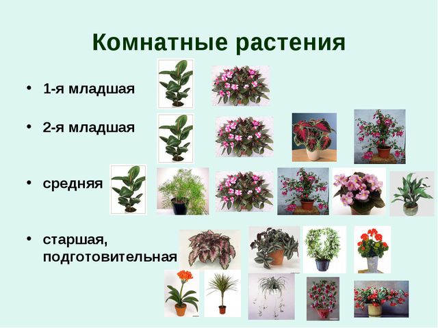 Организация уголков природы с учётом возрастных особенностей детей дошкольного возраста