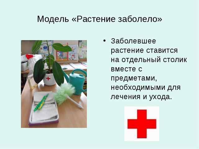 Организация уголков природы с учётом возрастных особенностей детей дошкольного возраста