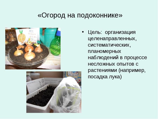 Организация уголков природы с учётом возрастных особенностей детей дошкольного возраста