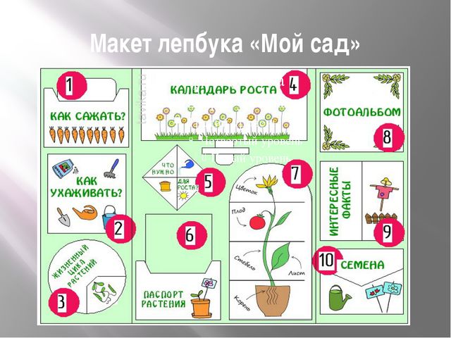 Наблюдения за растениями в детском саду. Схема посадки растений для дошкольников. Наблюдение за растениями в детском саду. Схема посадки растения для детского сада. Комнатные растения для дошкольников.
