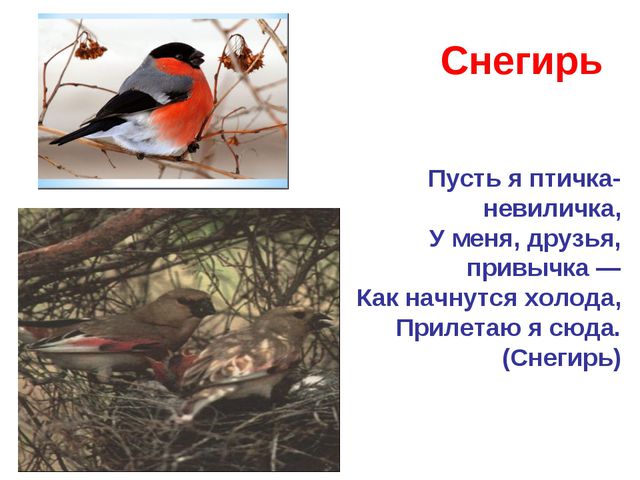 Зимующие и перелётные птицы. Развитие речи