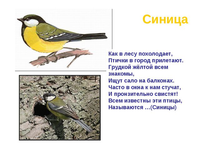 Зимующие и перелётные птицы. Развитие речи