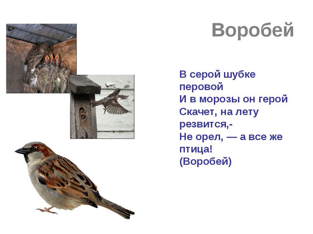 Зимующие и перелётные птицы. Развитие речи