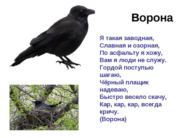 Зимующие и перелётные птицы. Развитие речи