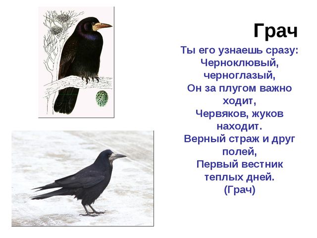 Зимующие и перелётные птицы. Развитие речи