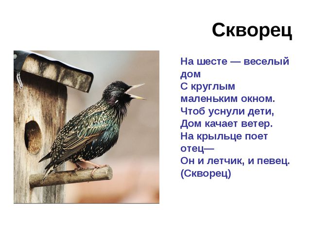 Зимующие и перелётные птицы. Развитие речи