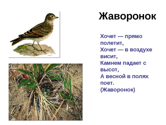 Зимующие и перелётные птицы. Развитие речи