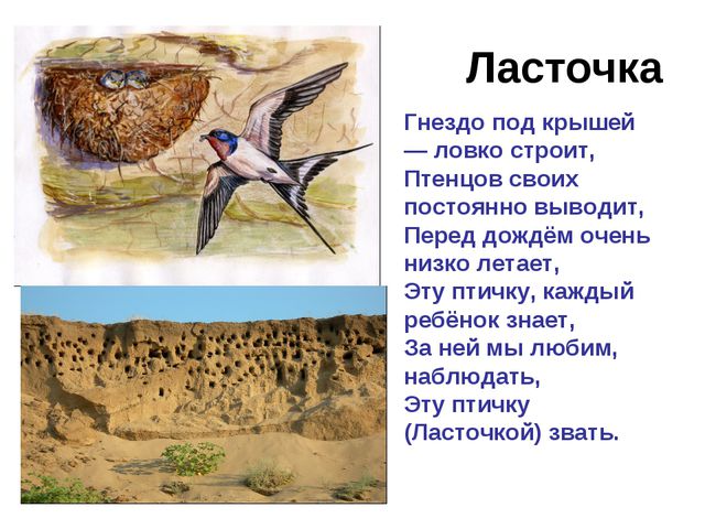 Зимующие и перелётные птицы. Развитие речи